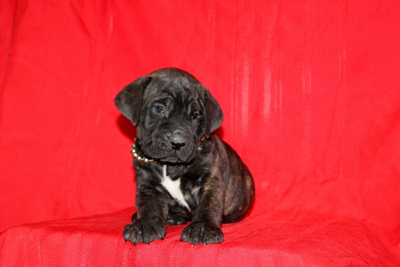 puppy, for, sale, Cane Corso, Matthew B. Stoltzfus, dog, breeder, Gap, PA, dog-breeder, puppy-for-sale, forsale, nearby, find, puppyfind, locator, puppylocator, aca